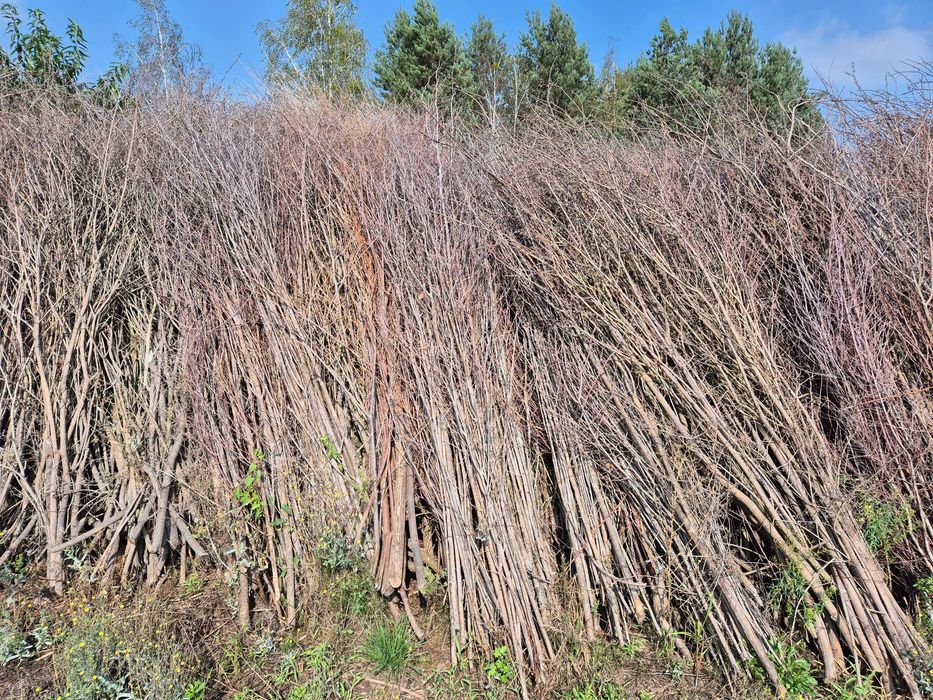 Faszyna wiklinowa    Wierzba energetyczna
