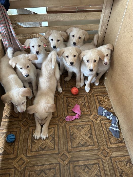 Цуценята лабрадора не чистокровні