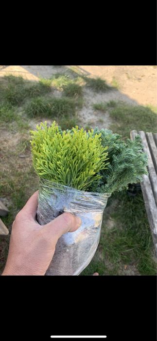 Туя Смарагд