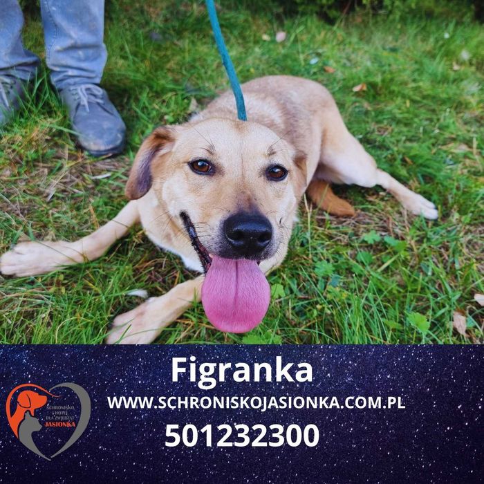 FIRGANKA do adopcji – Schronisko Jasionka
