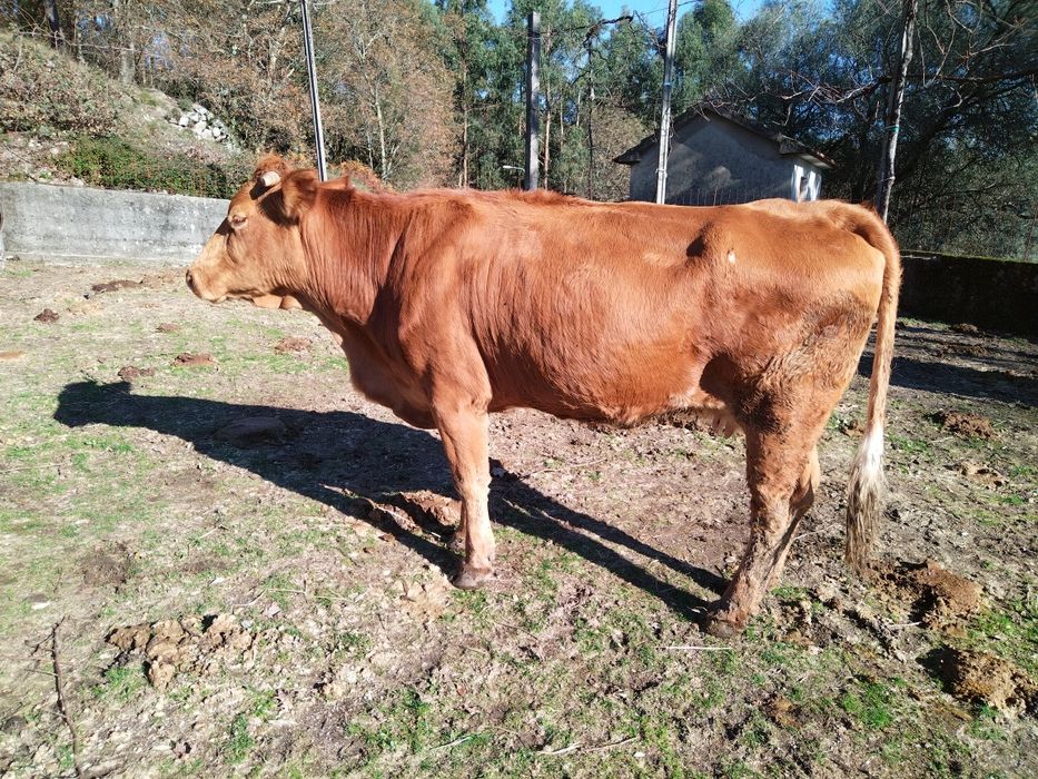 Vaca minhota registada