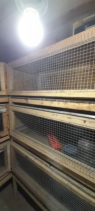 Продам брудер автомат на 260 шт суточных циплят
