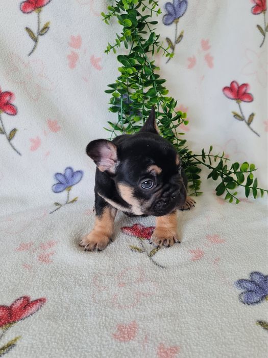 Excelente menino Bulldog/Bouledogue Francês de Qualidade