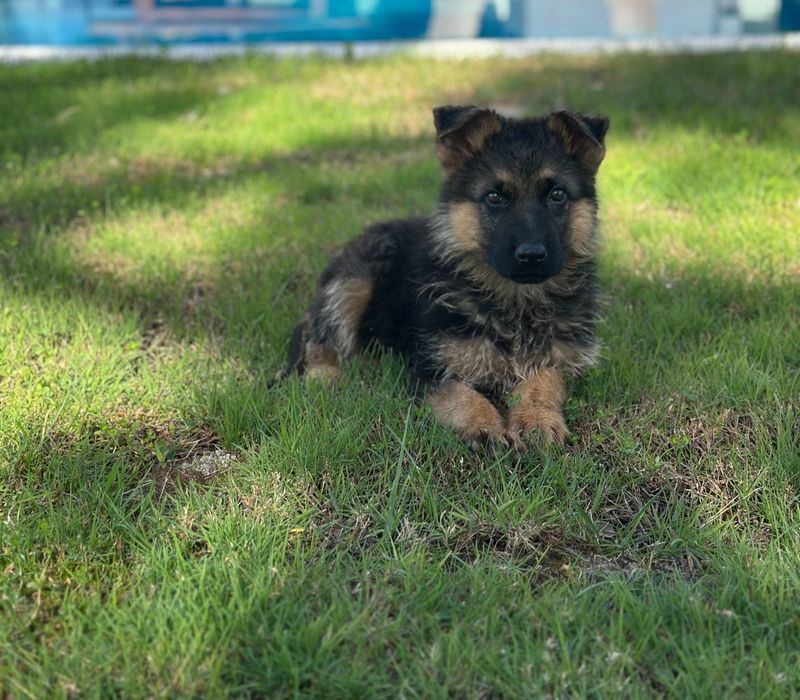 Cachorro Pastor alemão