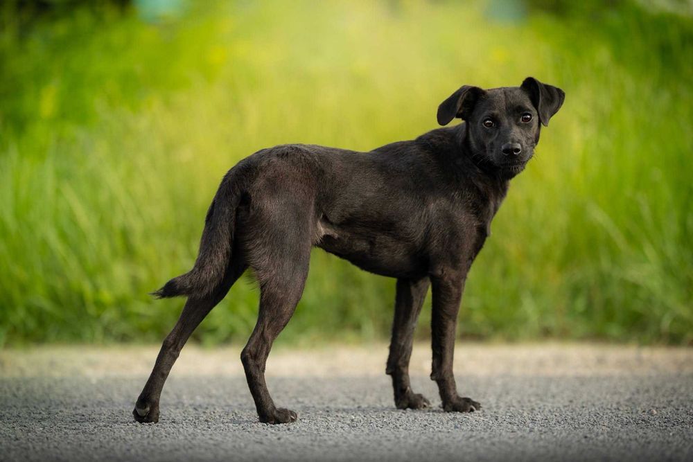 FRENDI - przyjazna łagodna sunia do adopcji