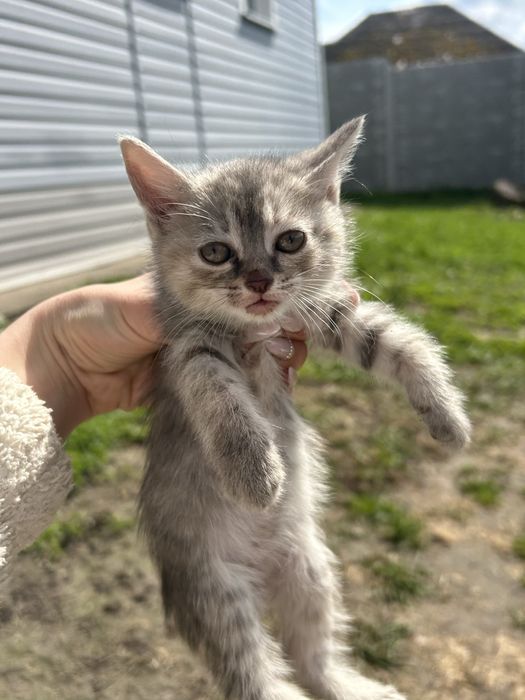 Кошенята в добрі руки