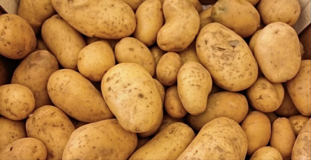 Ziemniaki paszowe i odpadowe