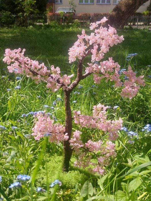 Drzewko sakura bonsai.