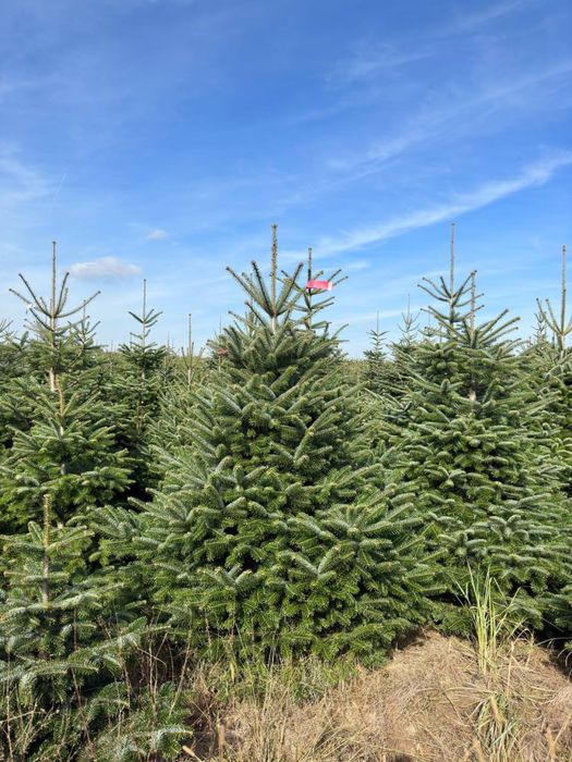 Ялинки Нордмана оптом | Преміум якість