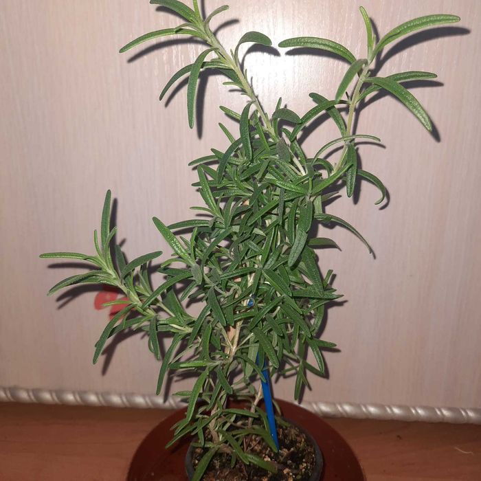 Розмарин у горщику