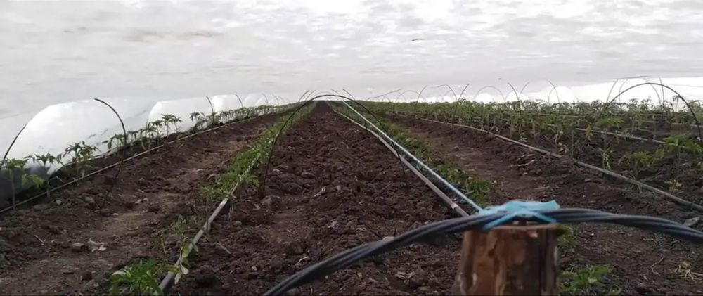 Агроволокно біле від заморозків