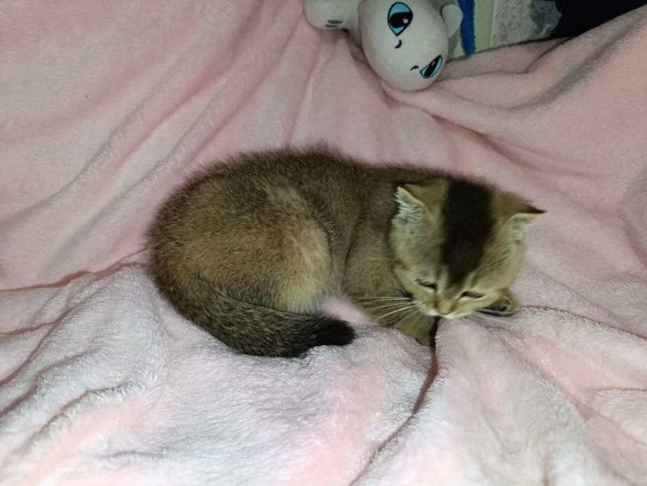 Скотіш фолд , шотландскі висловухі кошенята  , чорно-золота  шиншилла