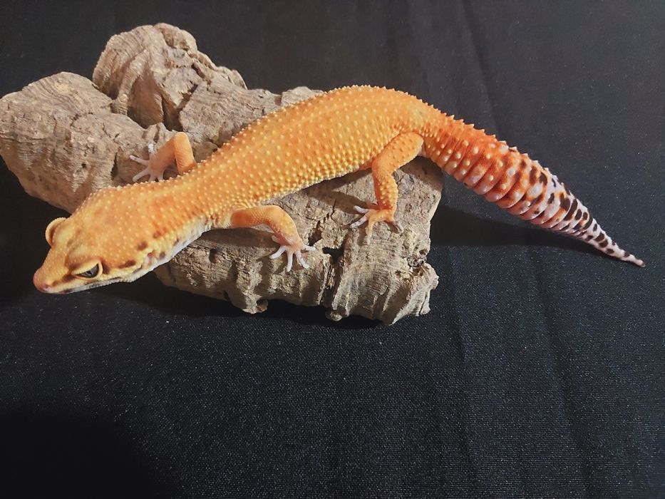 Gekony lamparcie samiczki