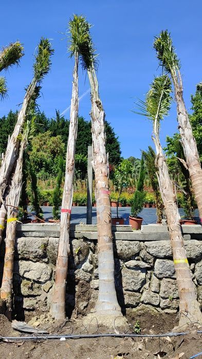 Coqueiros - 200/300/400/500cm - Tronco XL