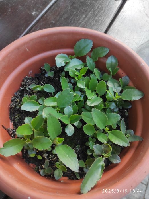 Żyworódka młode szczepki