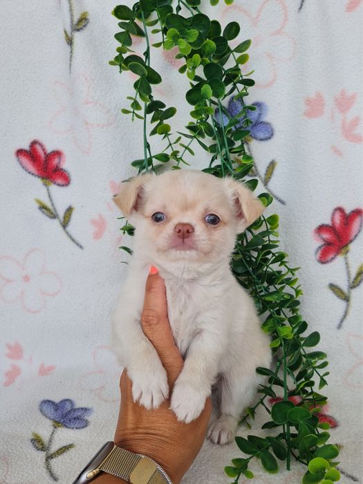 Excelente mini menino pelo longo Chihuahua/Chiuaua Linhagem Russa de Qualidade