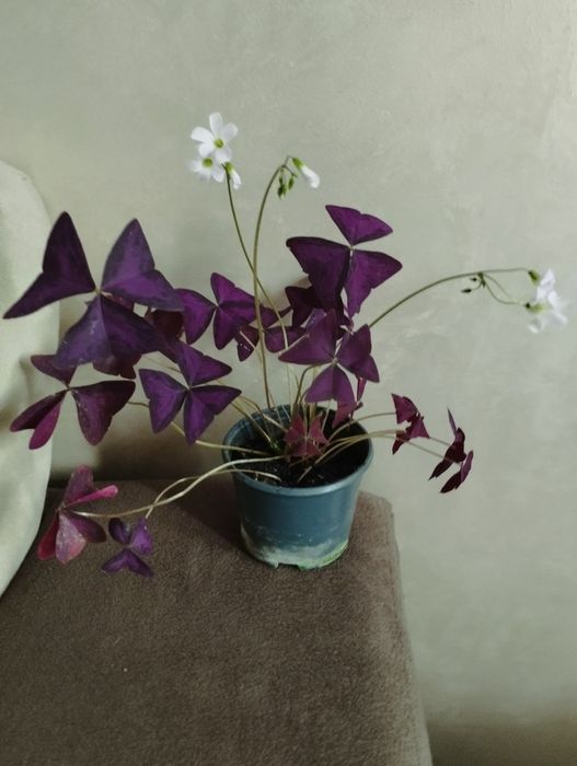 Трилисник (оксаліс)