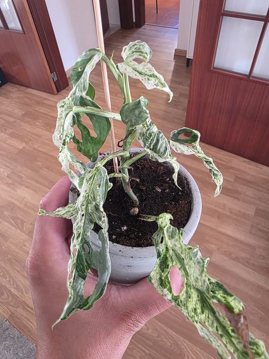 Monstera adansonii 'Frozen Freckles'