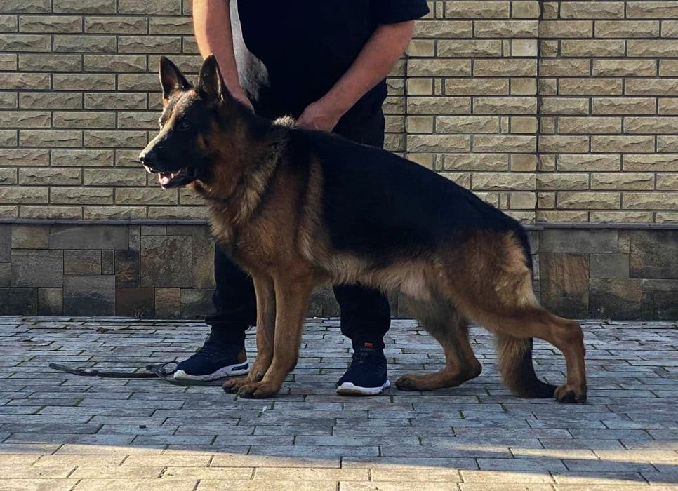 німецька вівчарка цуценята