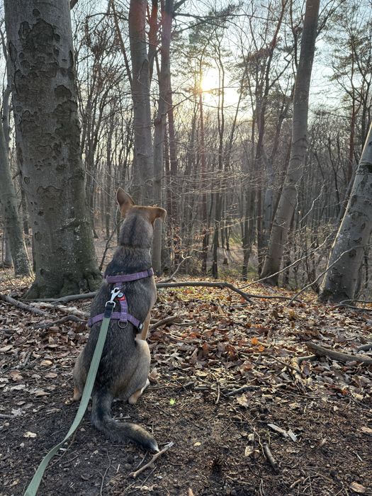 Лола, 9 місяців (собака, метис)