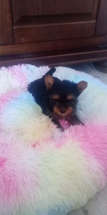 Śliczne suczki york