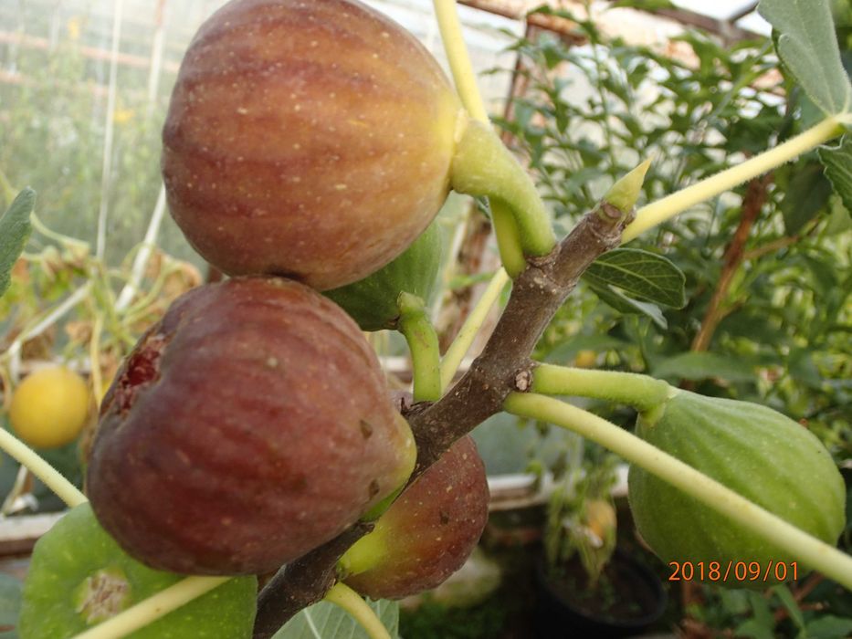 Drzewko figowe odm Brown Turkey