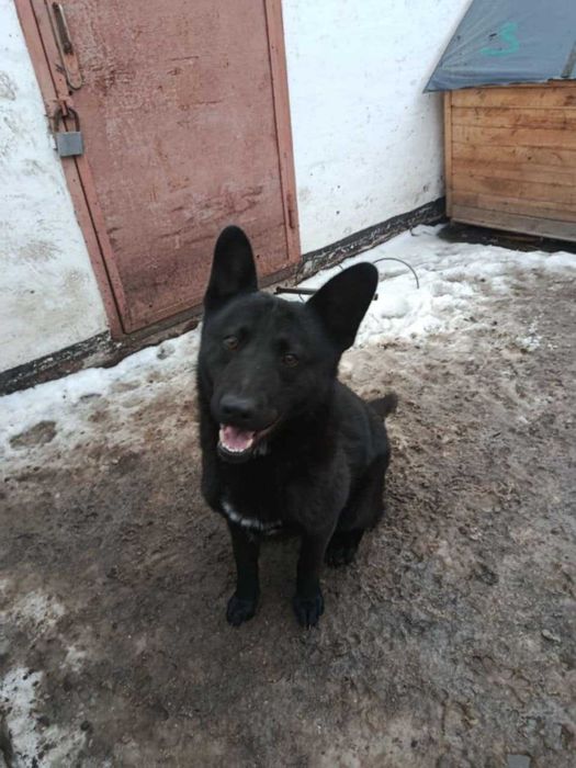 Віддам в добрі руки