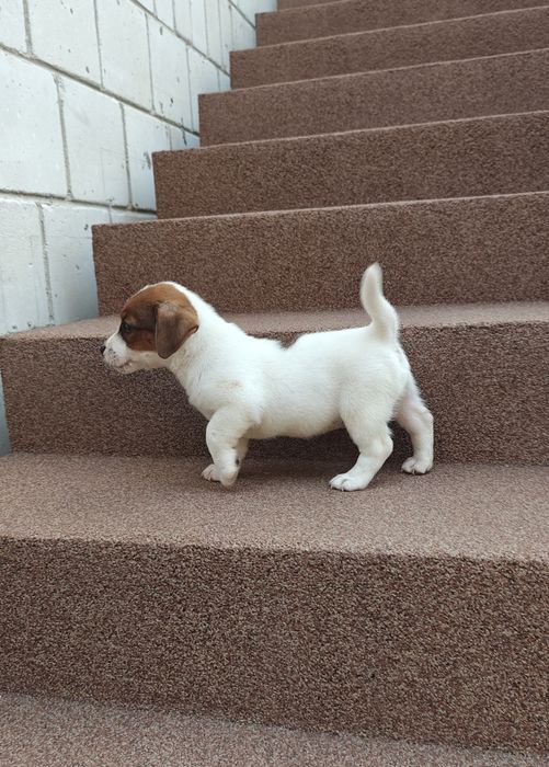 Jack russell terrier piesek