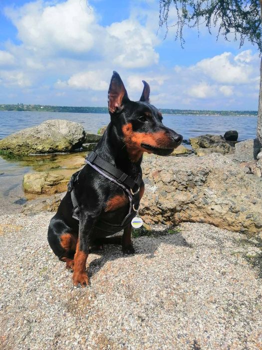 Кобель цвергпінчер, вязка