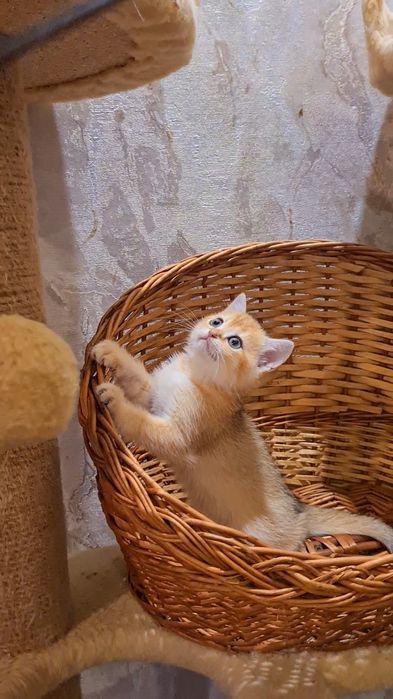 Оочень красивая девочка золотая шиншилла