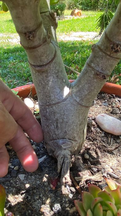 Suculenta jade tipo bonsai