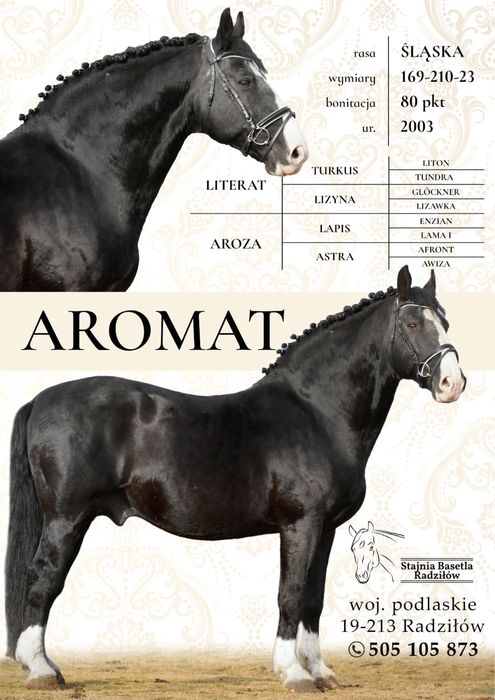 Stanowka ogierem śląskim Aromat