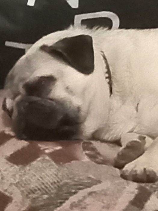 Мопс для любові шукає даму сердця