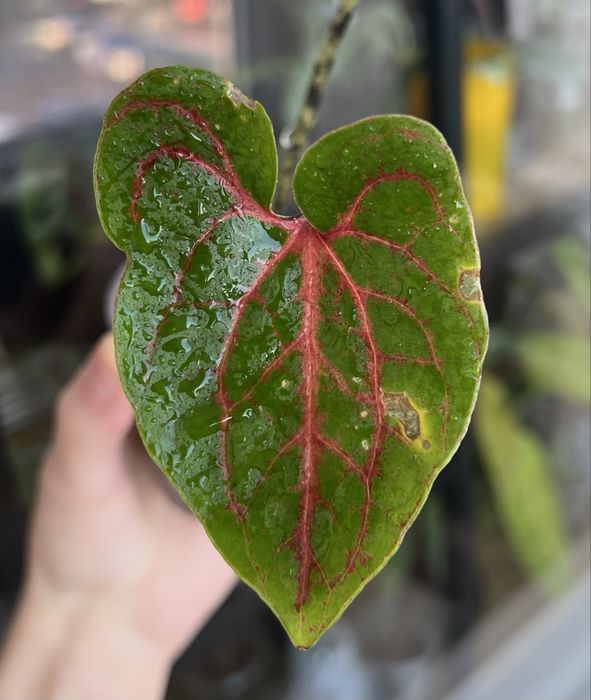 Блек Джек (Циртосперма)