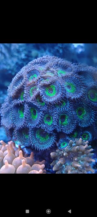 Zoanthus zoa  Wow Paly 15zł/polip akwarium morskie