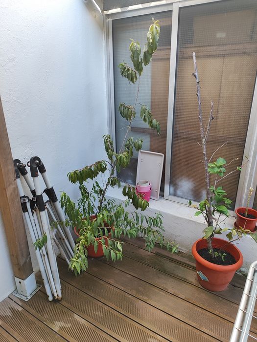 Plantas para pátio - árvores de fruto
