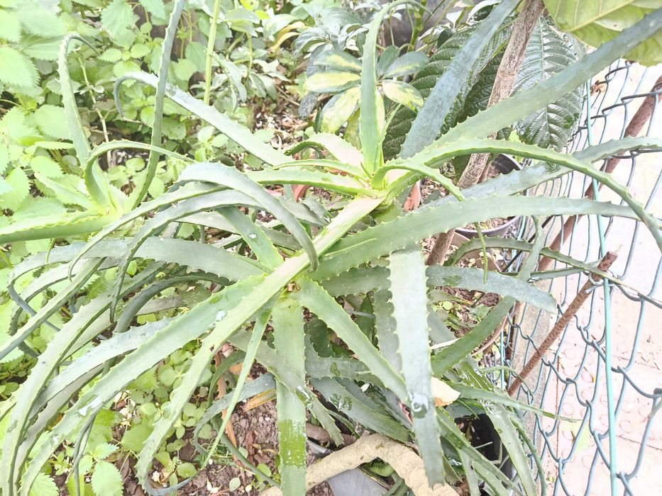 Cato aloe medicinal grande