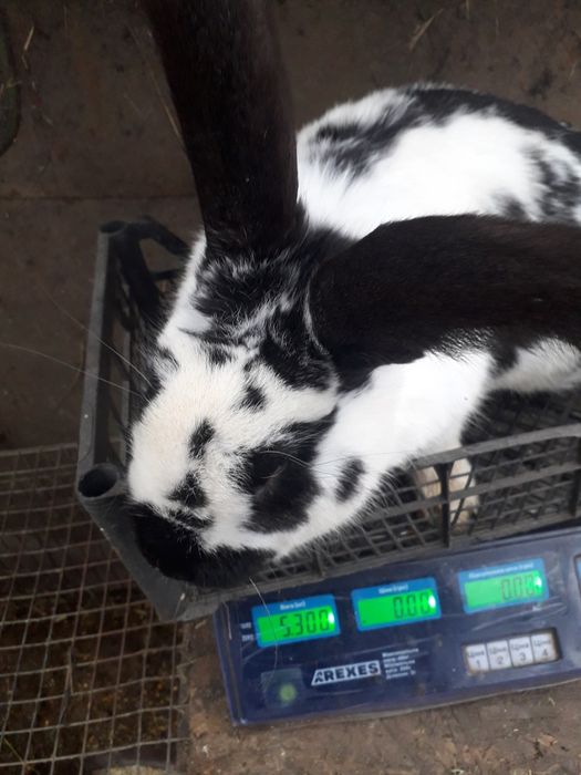 Кролики Строкач, Боргунець,Обер.Помісь