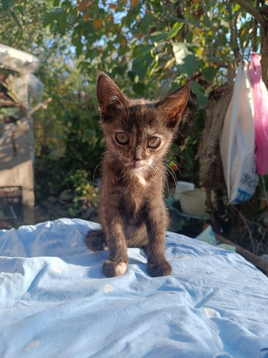 Кошенята віддам в добрі руки