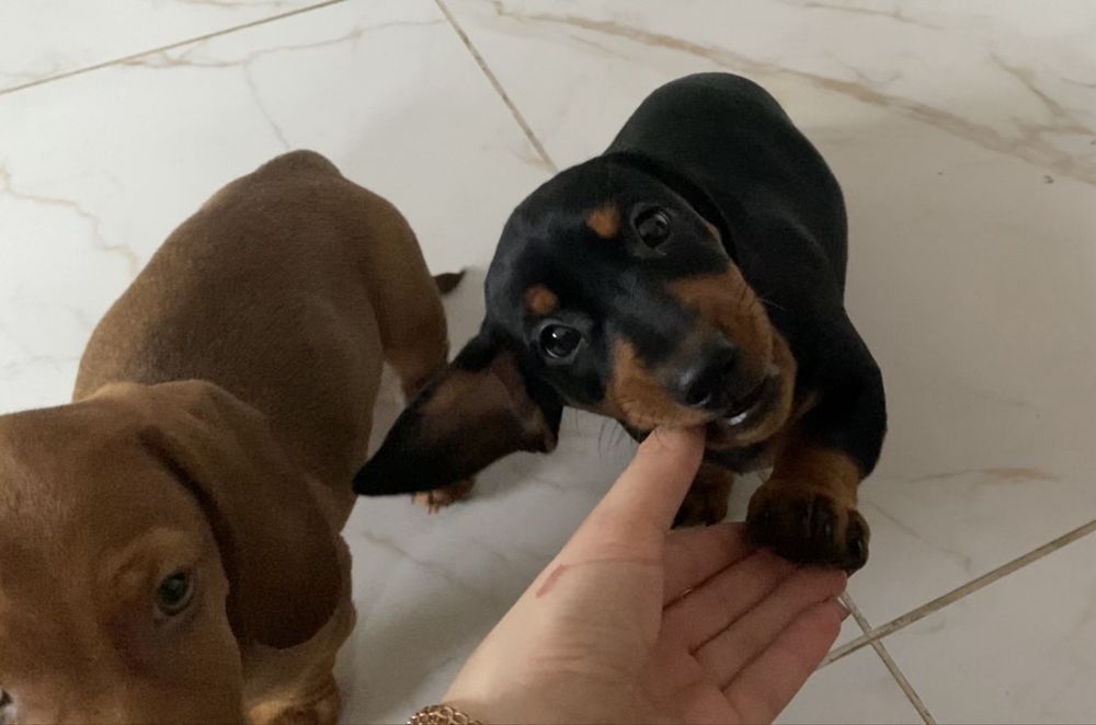 Чистокровна руда такса, чорно підпала