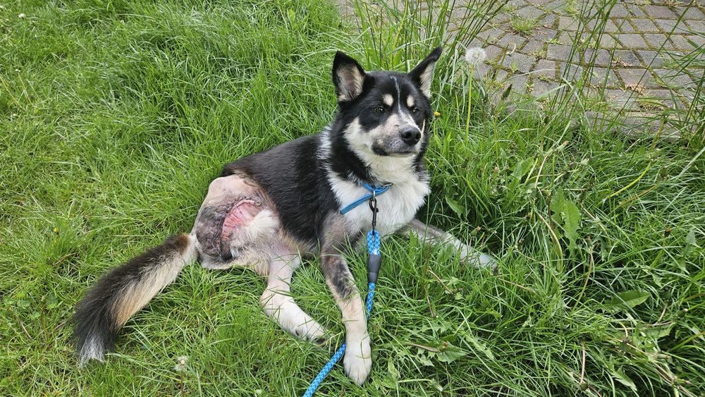 Особливий песик шукає дім!