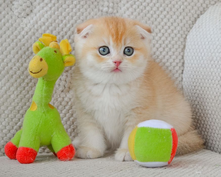 Золотые котята скоттиш фолд