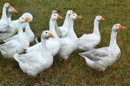 Gęsi kołudzkie owsiane