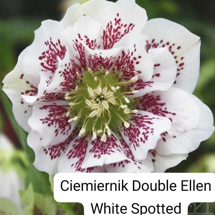 Ciemierniki 2szt z podwójnymi płatkami