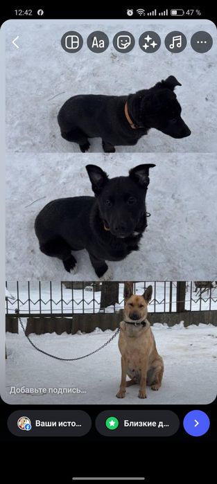 Цуценя шукає добрі руки безкоштовно