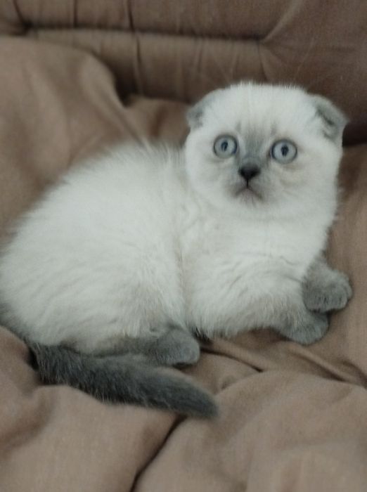 Шотландские скоттиш фолд и страйт девочки