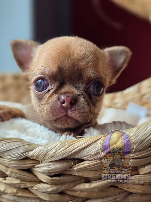 Chihuahua **Śliczny Chłopczyk** Do  Rezerwacji