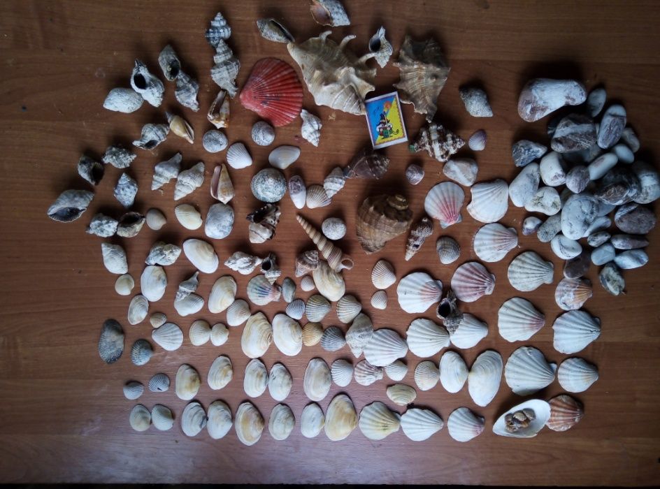 срочно продам набор ракушек из средиземного моря