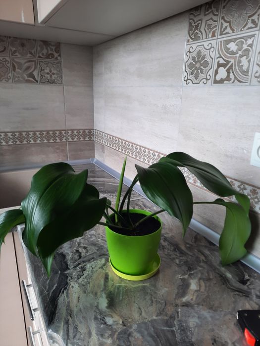 Амазонська лілія