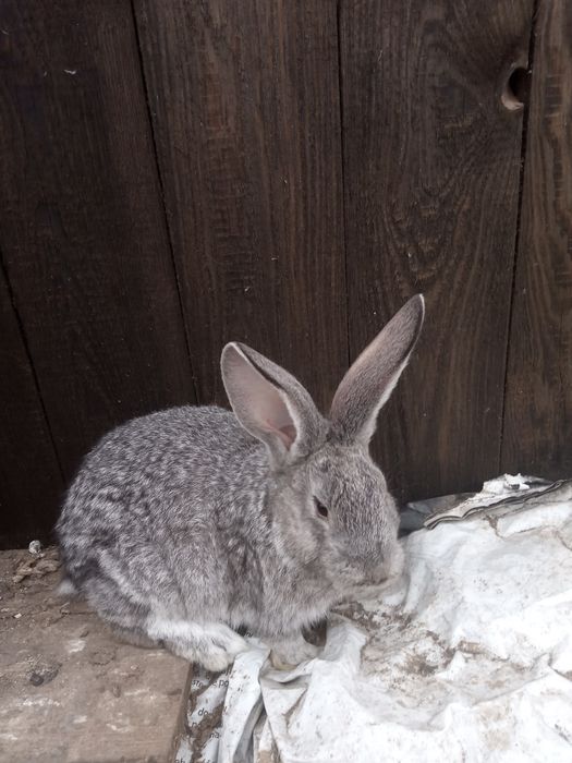 Kroliki.              .